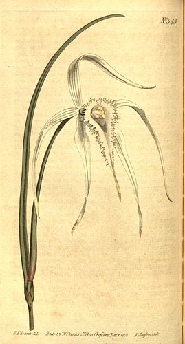 Brassavola cucullata